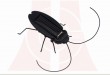 Creative novelty solar cockroach solar toys for children